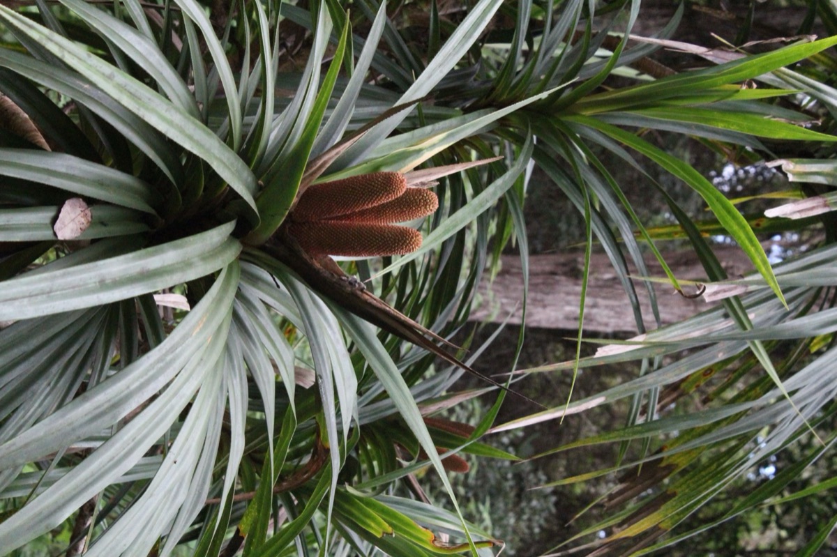 Spiky-leaved native plant with a reddish flower spike