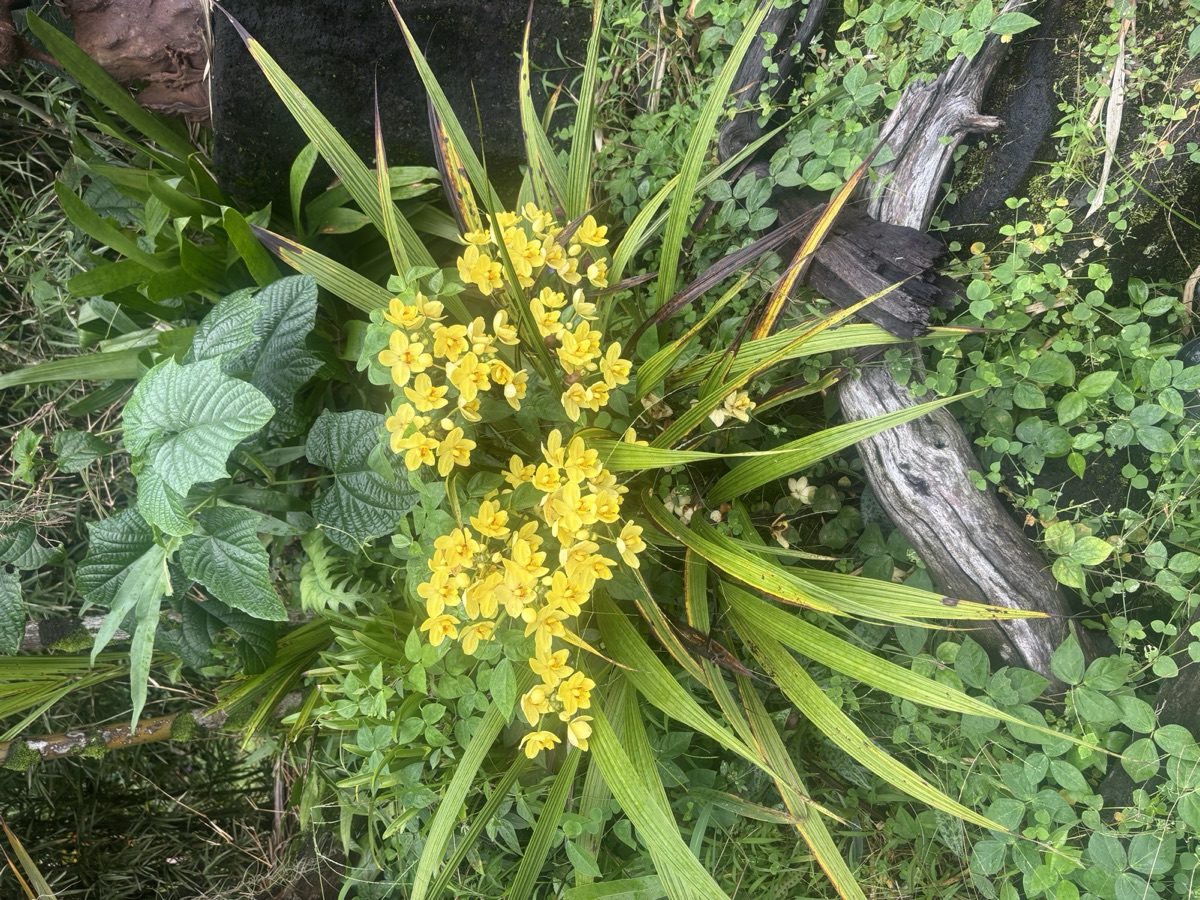 Clusters of small yellow flowers above long green leaves
